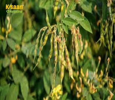 अरहर की खेती धारवाड़ (रोपा) पद्धति से करें होगा अधिक उत्पादन